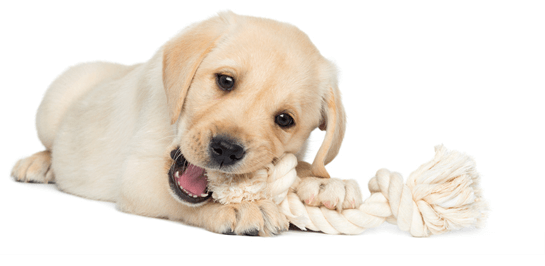 Dog clearance supplies online